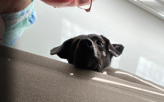 Dog Image