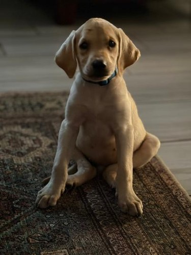 Primary Photo